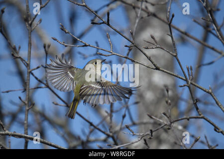 Ruby - gekrönte Kinglet breitet die Flügel beim Fliegen über knospende Zweige • Kalk hohlen Nature Center, Cortland, NY • 2019 Stockfoto