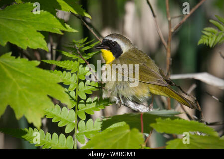 Gemeinsame Yellowthroat männlich mit präparierten Federn • Labrador Hohlen einzigartige Gegend, Truxton NY • 2019 Stockfoto