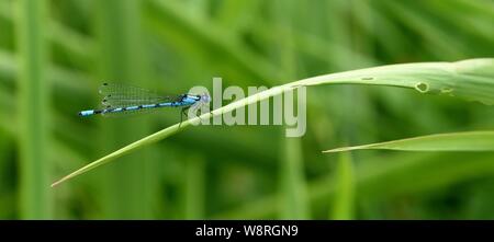 Nahaufnahme des blauen Damselfly Stockfoto