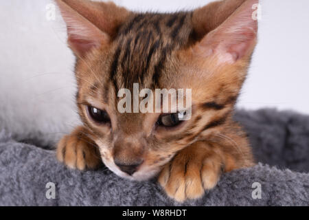 Schöne Bengal Katze spielen auf dem kratzbaum Stockfoto