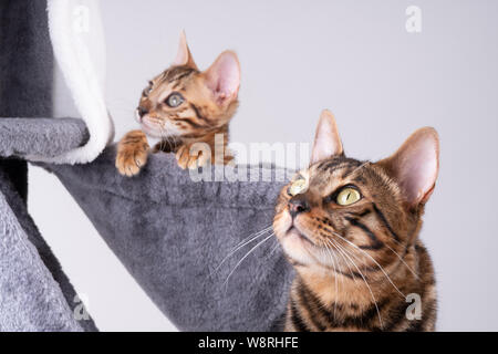 Schöne Bengal Katze spielen auf dem kratzbaum Stockfoto