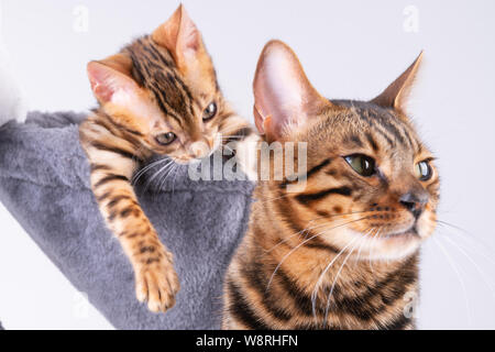 Schöne Bengal Katze spielen auf dem kratzbaum Stockfoto