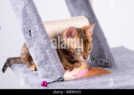 Schöne Bengal Katze spielen auf dem kratzbaum Stockfoto