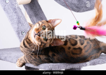 Schöne Bengal Katze spielen auf dem kratzbaum Stockfoto