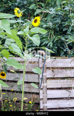 Sonnenblumen wachsen auf Holzkomposter in einem Garten, Biomasse-Kompost-Haufen, biologische Abfälle auf einem Haufen Stockfoto