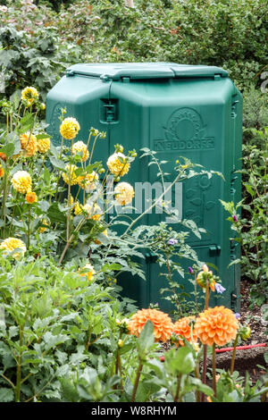 Dahlien wachsen mit Kunststoff Komposter im Garten Stockfoto