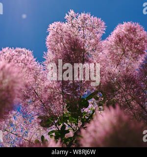 Haarige Blumen aus einem Baum eine Perücke; cotinus coggygria, Anacardiaceae Stockfoto