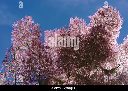 Haarige Blumen aus einem Baum eine Perücke; cotinus coggygria, Anacardiaceae Stockfoto