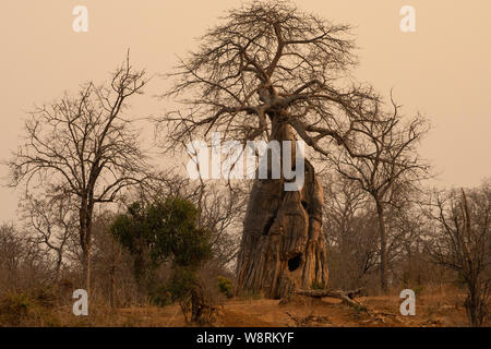 Affenbrotbaum (Adansonia digitata) Baum. In Lake Kariba, Simbabwe fotografiert. Stockfoto