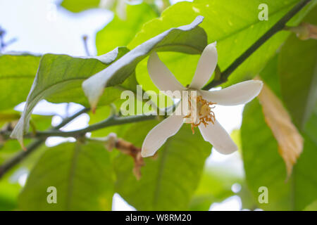 Blühende Lemon Tree, Zitrusfrüchte Blumen. Weiße Blüten mit gelben Staubgefäßen auf einem Lemon Tree, Limette citrus Tangerine. Citrus Blossom Stockfoto