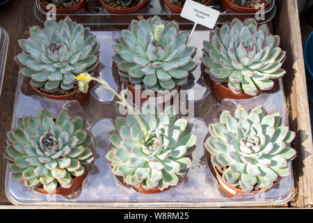 Echeveia Apus in Töpfen zum Verkauf. Counter von Flower Shop Zimmerpflanzen. Nicht-intrusive saftige Stockfoto