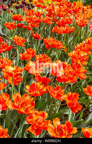 Eine Menge von Redhead rote Tulpen doppel Pfingstrose, Hintergrund Post Card vertikale Foto. Eine seltene Vielfalt der Garten Tulpen Blüte im Frühjahr Stockfoto