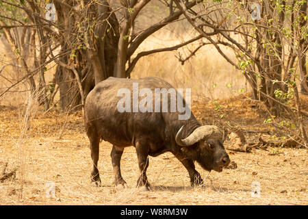 Afrikanischer Büffel (Syncerus Caffer). Dieses große Pflanzenfresser Frisst hauptsächlich Gras, obwohl seine Diät auch Blätter und Triebe. Sie lebt in der Nähe von Wäldern ein Stockfoto