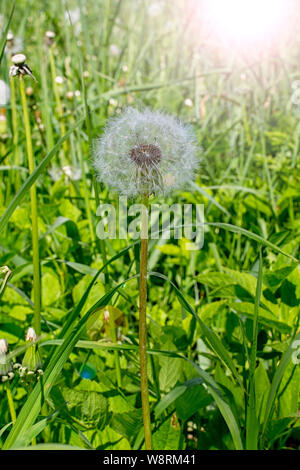 Löwenzahn Samen rund flauschig Hut eines reifen Blume von einem Löwenzahn mit einem Sonnenstrahl markieren. Wilde Löwenzahn im hohen Gras Stockfoto