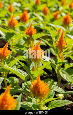Urban Blumenbeet Gruppe Celosia orange gelb, dekorative Garten- und Landschaftsbau Städte. Blume Besen amaranth flauschige Haare, vertikale Foto Stockfoto