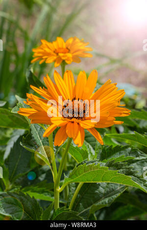 Heliopsis helianthoides False Sunflower schönen Gelb Orange Garden Flower, Astra ox Auge. Postkarte vertikale Stockfoto