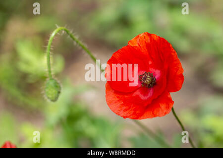 Roter Mohn blüht im Sommer. Helle dünne poppy Blüten mit schwarzer Staubgefäßen Stockfoto