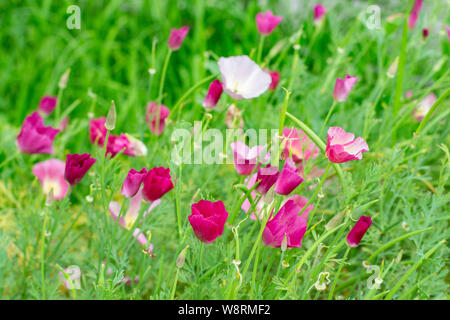 Eschscholzia californica oder Poppy Carmine King ist eine blühende Kraut. Das Symbol von Kalifornien. Rosa Lila kleine Blumen mit zarten Blütenblätter. Stockfoto