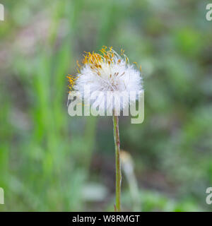 S-Fuß-blume Leiter der Huflattich foalfoot Flauschige mit den Resten der gelben trockenen Blütenblätter steht allein über den frühen Frühling Gras. Erste spring flower Stockfoto