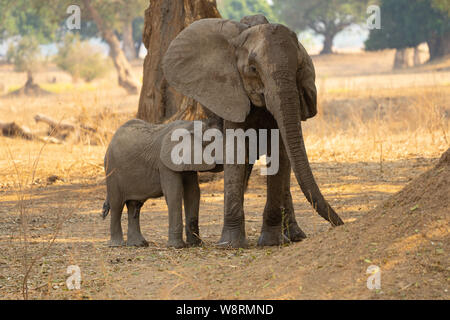 Afrikanische Elefanten Krankenschwestern junge nachkommen. Am Lake Kariba, Simbabwe fotografiert. Stockfoto