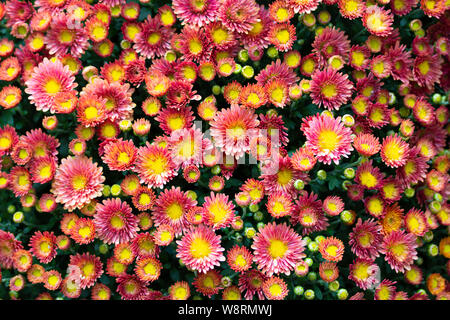 Rot-gelbe Blumen Tapeten, Chrysantheme aster Daisy. Bunte Blumen, kleine Köpfe der beständigen Blumen. Ansicht von oben, blütenstände close-up Stockfoto