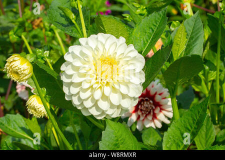 Weiße große Dahlie Blume mit gelben mitten in der Natur. Ahry Dahlie Chrysantheme close-up, große Blüte, grünes Laub Blätter Stockfoto