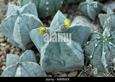 Astrophytum myriostigma jaumavense Cactaceae gelbe Blumen der tropischen home-grown Kaktus. Blühende Kakteen Sukkulenten astrophytum gelbe Knospen und Flo Stockfoto