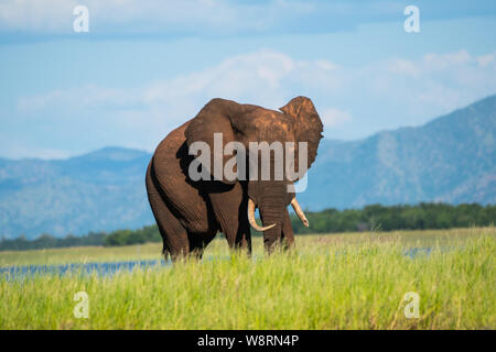 Einsame männliche Afrikanischer Elefant (Loxodonta africana). Elefanten sind Pflanzenfresser und die größten und schwersten Landtiere der Welt. Erwachsene Weibchen und Stockfoto