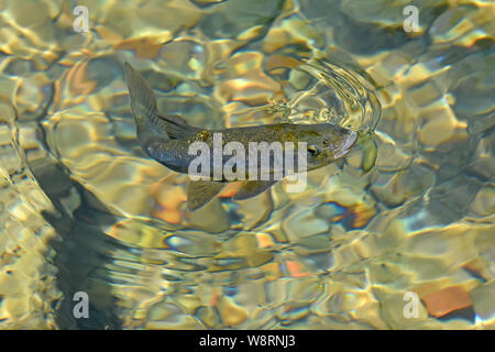 Capoeta damascina Haffaf Fisch, Banias, Israel Stockfoto