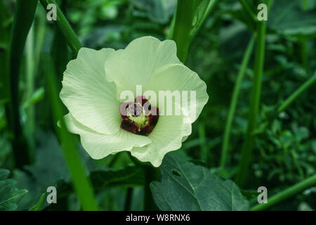 Okra, Abelmoschus esculentus bekannt, in vielen Englisch-sprachigen Ländern wie finger Damen oder ochro, ist eine blühende Pflanze im mallow Familie. Stockfoto