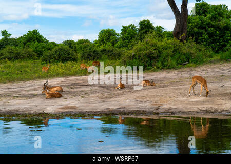 Eine Herde von Impala (Aepyceros melampus) am Lake Kariba entlang des Sambesi, Simbabwe Stockfoto