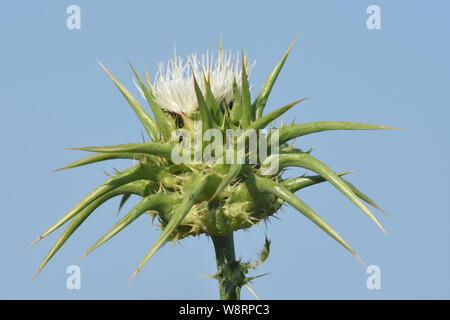 Silybum marianum, Heilige Distel, Mariendistel. Stockfoto