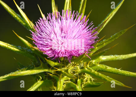 Silybum marianum, Heilige Distel, Mariendistel. Stockfoto