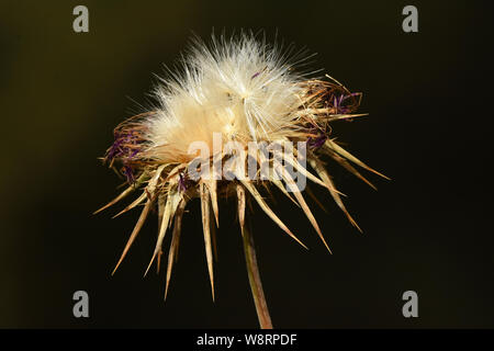 Silybum marianum, Heilige Distel, Mariendistel. Stockfoto
