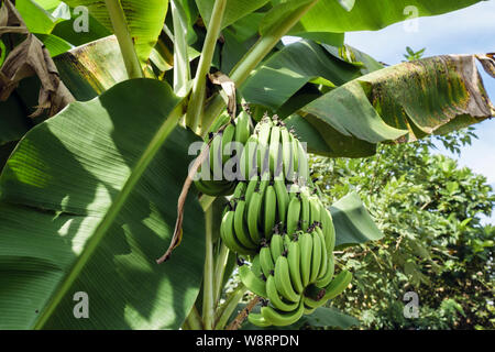 Bündel von unreife grüne Bananen wachsen auf einer Banane Frucht Baum. Mekong Delta, Cai, Tien Giang Provinz, Vietnam, Asien Stockfoto