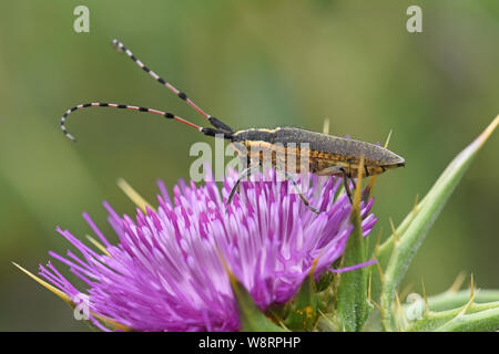 Longhorn Beetle auf Thorn Blume Stockfoto