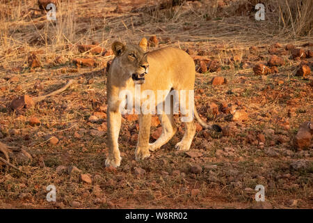 Löwin, Panthera leo, Herumstreichen. Am Lake Kariba Nationalpark, Simbabwe fotografiert. Stockfoto