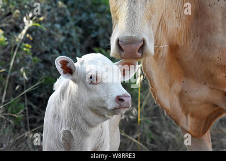 Weißes Kalb mit seiner Mutter Stockfoto