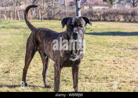 Eine neue Cane Corso Hund steht und betrachtet die Startseite Hof in sonniger Frühling Stockfoto