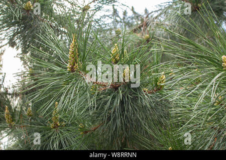 Yellow Pine, europäische Nadelbaum close-up. Nieren Tannenzapfen Nadeln gelb Kiefer. Niederlassungen der Kiefer mit Zapfen. Stockfoto