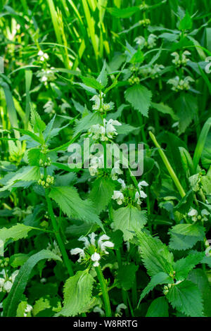 Wild medizinische Pflanzen, blühende Brennnessel Blätter, Blüten, Blütenblätter, junge Triebe. Brennnessel im natürlichen Lebensraum. Grüne Blätter und Weiße Brennnessel Blumen Stockfoto
