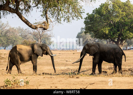 Zwei männliche Afrikanischen Busch Elefanten. Am Lake Kariba, Simbabwe fotografiert. Stockfoto