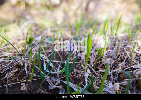Gemeinsame Traubenhyazinthen - Muscari botryoides im Wald Stockfoto