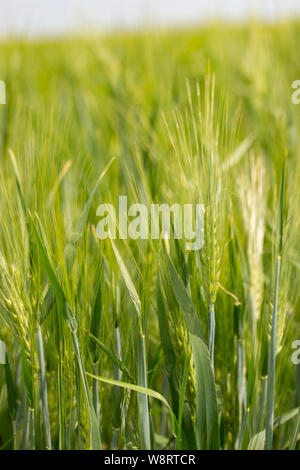 Ohren von Gerste Hintergrund vertikal. Grün hell reif Ohren von Roggen Weizen Gerste auf einem Bauernhof Feld, winter Getreide. Spikes mit Stängel und Blätter Grannen Stockfoto