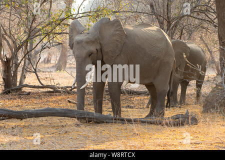 Zwei männliche Afrikanischen Busch Elefanten. Am Lake Kariba, Simbabwe fotografiert. Stockfoto