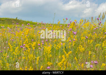 Unscharfer Hintergrund, sommer wiese landschaft mit wilden Blumen blühen, Gelb Lila Grün. Helle, schöne Sommer Blumen auf der Wiese, Wildlife un Stockfoto
