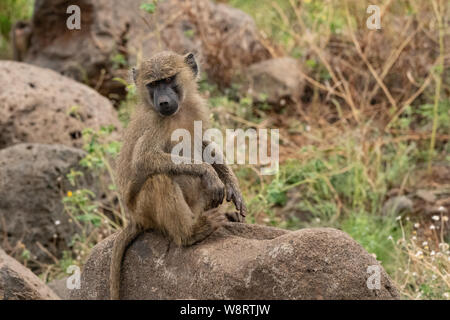 Olive baboon (papio Anubis). In Lake Manyara, Tansania fotografiert. Stockfoto