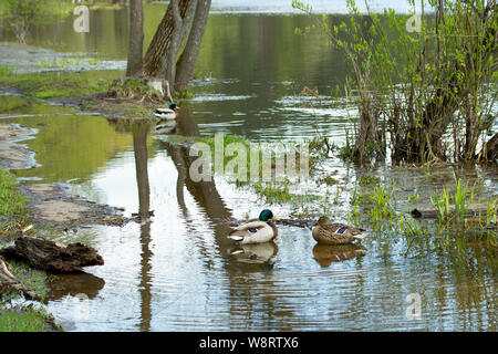 Ente und Erpel Schwimmen in den geschwollenen Fluß im Frühjahr. Enten Wasservögel zurück aus dem Süden und ein paar Küken zu erstellen Stockfoto