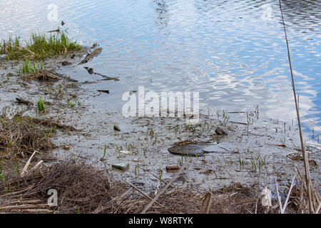 Die Verschmutzung der Umwelt, Ablagerungen und Schmutz in der Nähe der Ufer des Fluss, Teich, See. Probleme der Ökologie und Umweltschutz. Müll Müll Stockfoto