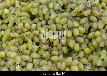 Viel Obst Rebsorte Husain, Hintergrund wallpaper Banner. Beeren grüne längliche Früchte Stockfoto